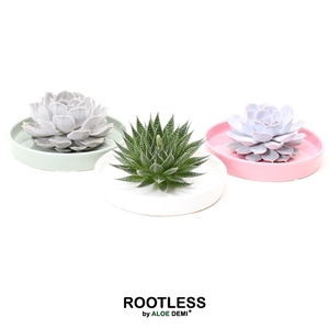 ROOTLESS Succulent, Octopus bowl