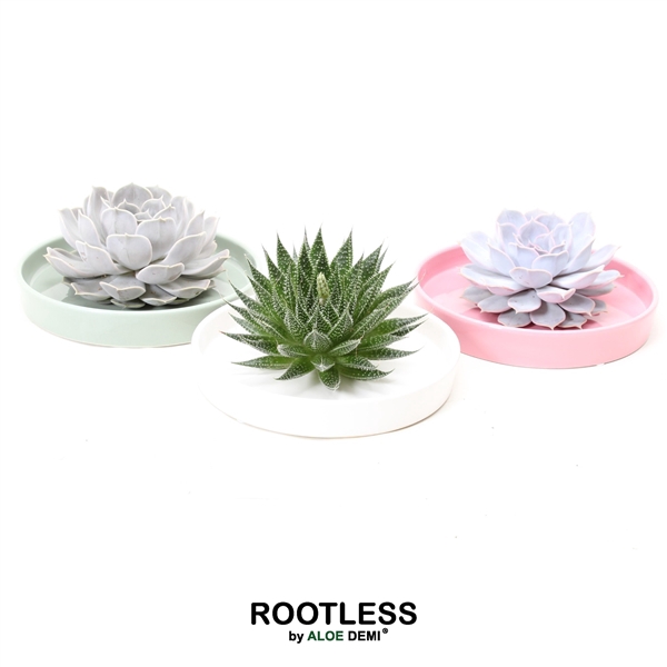 <h4>ROOTLESS Succulent, Octopus bowl</h4>