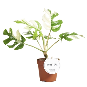 Monstera