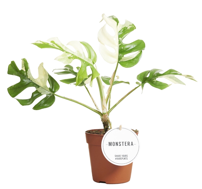 Monstera