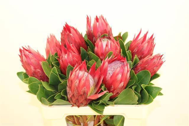 <h4>Protea Cy Madiba</h4>