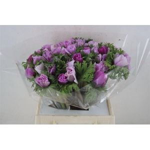 Anem Mistral Super White Lila