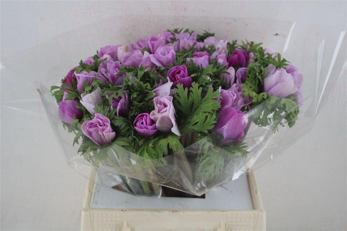 <h4>Anem Mistral Super White Lila</h4>