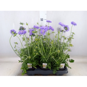 Scabiosa columb.