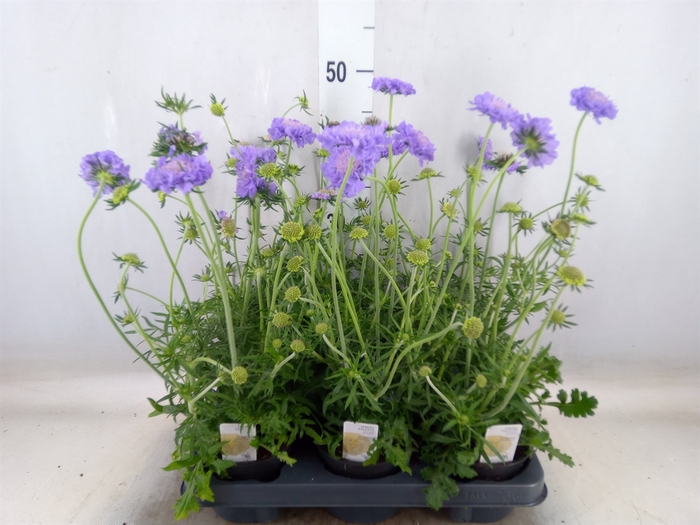 <h4>Scabiosa columb.</h4>