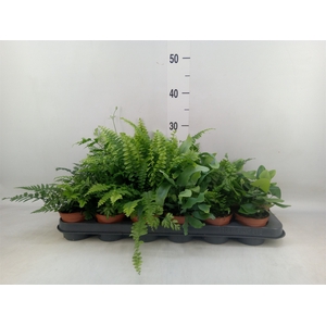 Ferns   ...mix