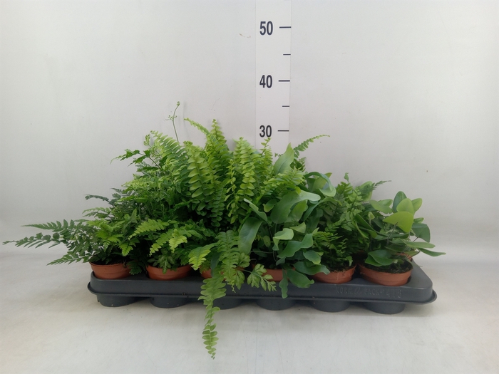 <h4>Ferns   ...mix</h4>