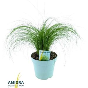 Stipa Tenuifolia Pony Tails