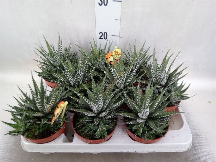 Haworthia fasciala 'Big Band'