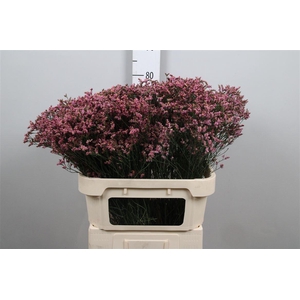 Lim Sin Sen Pin Beau