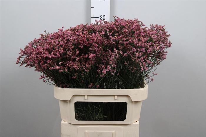 <h4>Lim Sin Sen Pin Beau</h4>