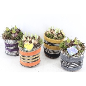 arr4 Bollenmix MB - Stofzakje trendy x4