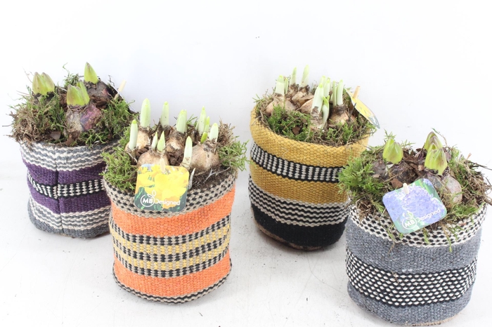 <h4>arr4 Bollenmix MB - Stofzakje trendy x4</h4>