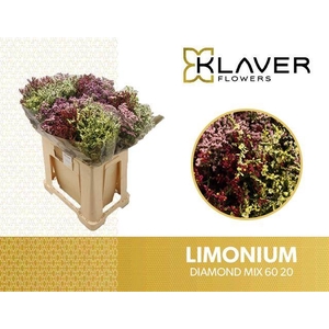 Limonium Diamond Mix In Bucket Klaver Flowers