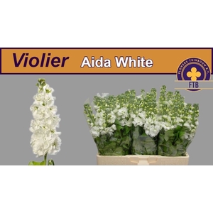 MATTH AIDA WHITE