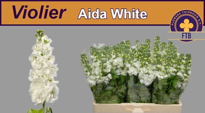 <h4>MATTH AIDA WHITE</h4>