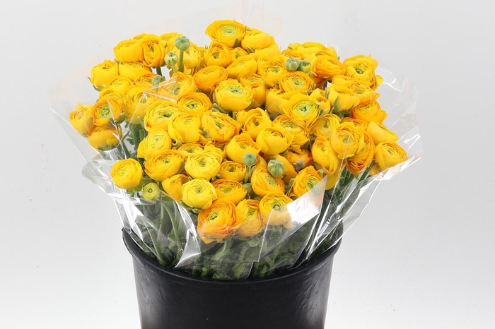 <h4>Ran El Yellow</h4>