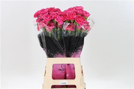 <h4>Di St Oviedo</h4>