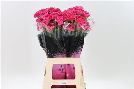 <h4>Di St Oviedo</h4>