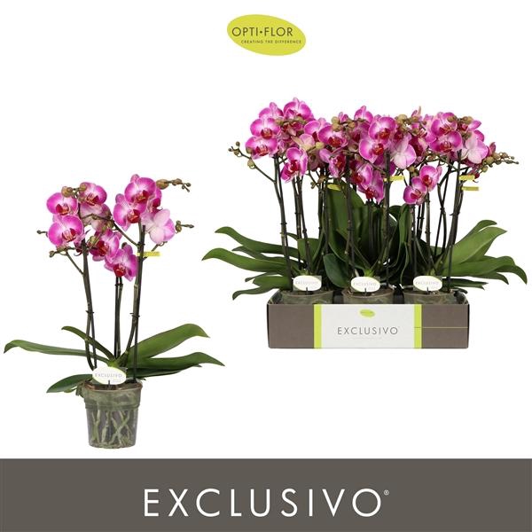 <h4>Phalaenopsis Multifloratypes overig roze</h4>