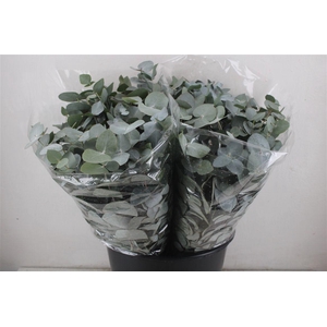 Euca Cinerea Short 150gr P Bunch