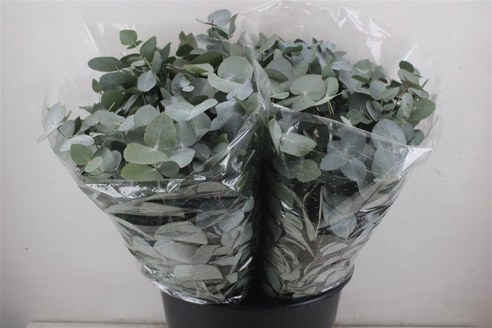 <h4>Euca Cinerea Short 150gr P Bunch</h4>