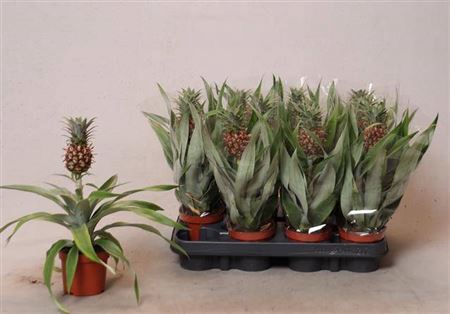 <h4>Ananas Rosita</h4>