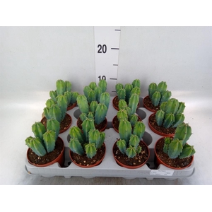 Cereus   ...