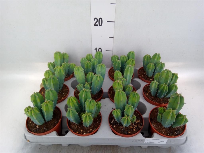 <h4>Cereus   ...</h4>
