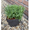 Lavandula ang. Hidcote P17