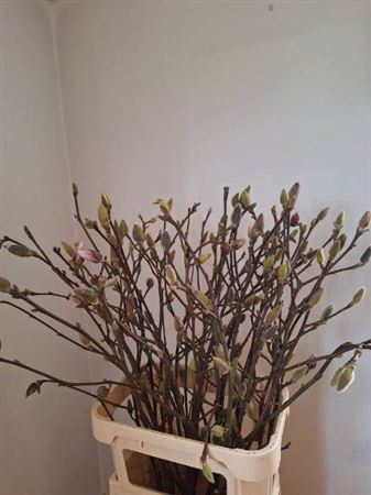 <h4>T Magnolia Ov 100cm</h4>