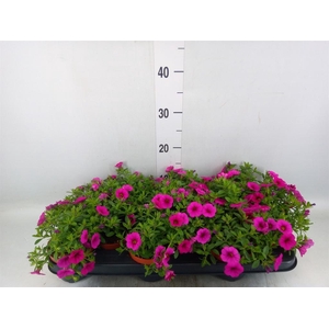 Calibrachoa  'Callie Pink'
