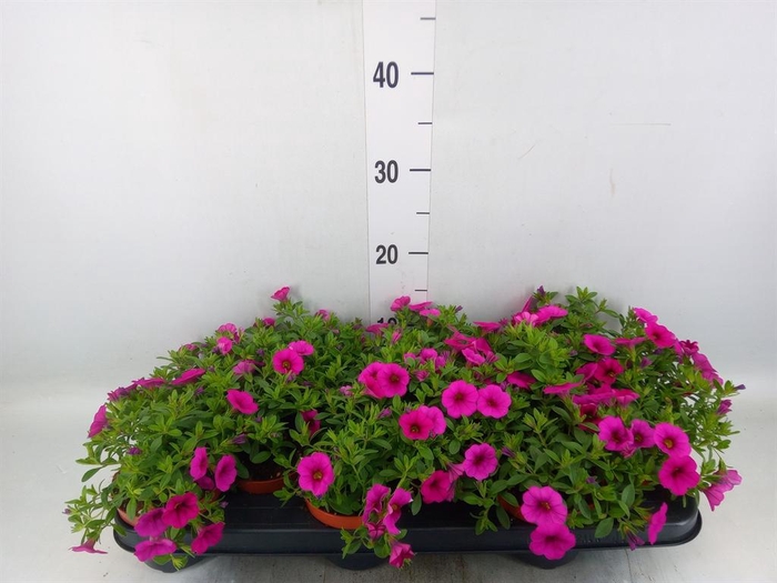 <h4>Calibrachoa 'Callie Pink'</h4>