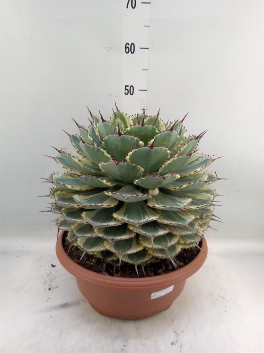 <h4>Agave   ...</h4>