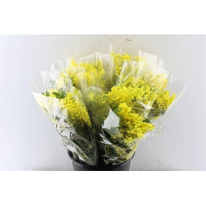 Acacia Mimosa Mirandole 200 Gram