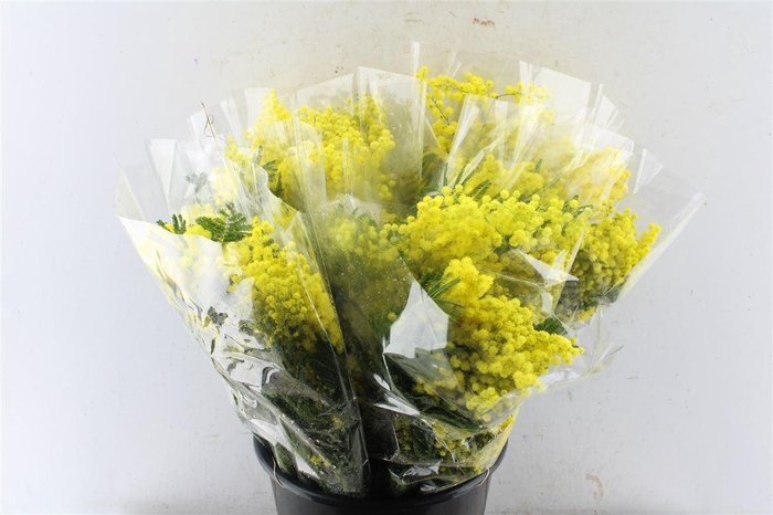 Acacia Mimosa Mirandole 200 Gram