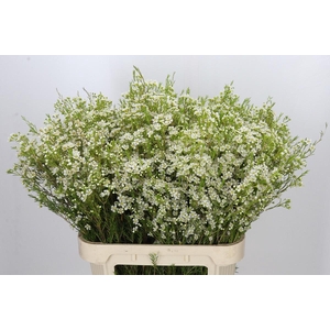 Chamelaucium Ofir
