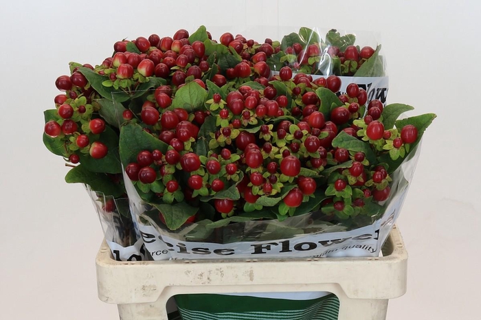 <h4>Hypericum Magical Seasons</h4>