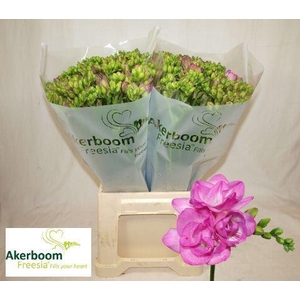 FREESIA DU ROMANTIC PINK 20 GR.