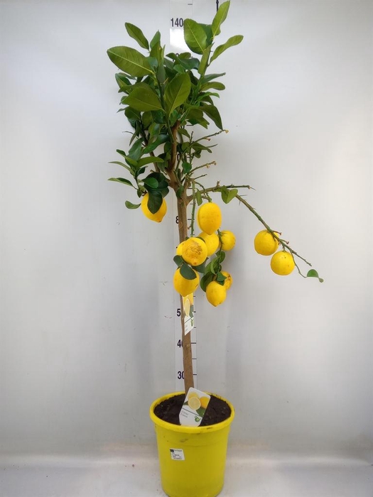 <h4>Citrus   ...</h4>