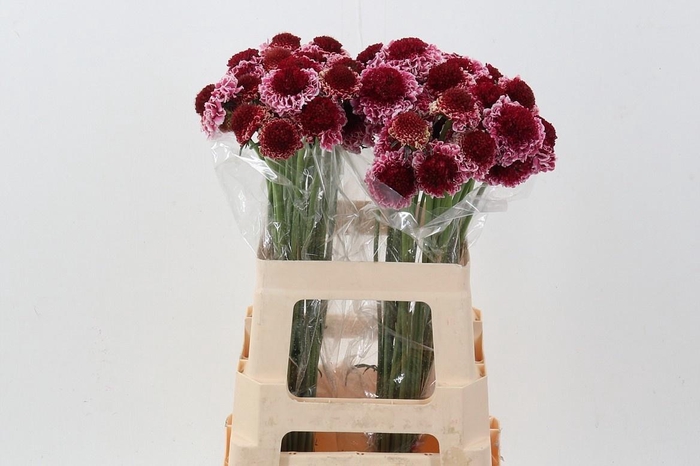 <h4>SCAB AT MARSHM SCOOP</h4>