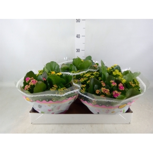 Kalanchoe blos.   ..rosebud mix/pot