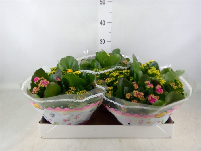 <h4>Kalanchoe blos.   ..rosebud mix/pot</h4>
