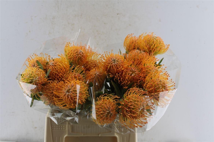 <h4>Leuco Co Soleil</h4>