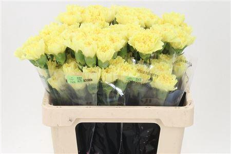 <h4>Di St Std Ilias</h4>