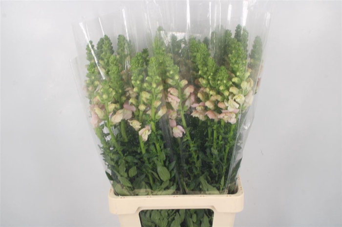 <h4>ANTIRRHINUM IT. PINK*</h4>