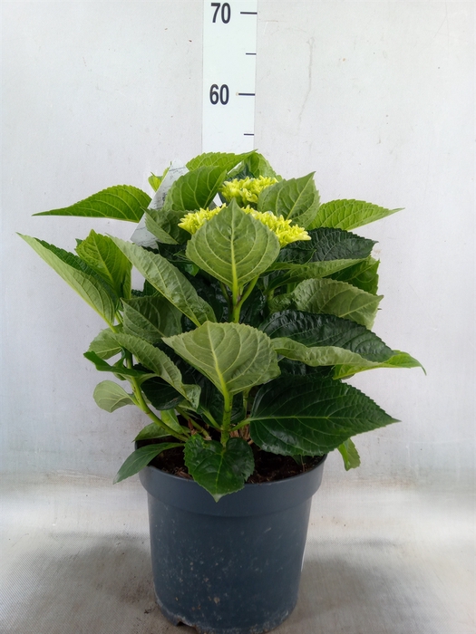 <h4>Hydrangea mac. 'Early'</h4>