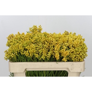 Kaaps Groen Lanug. yellow