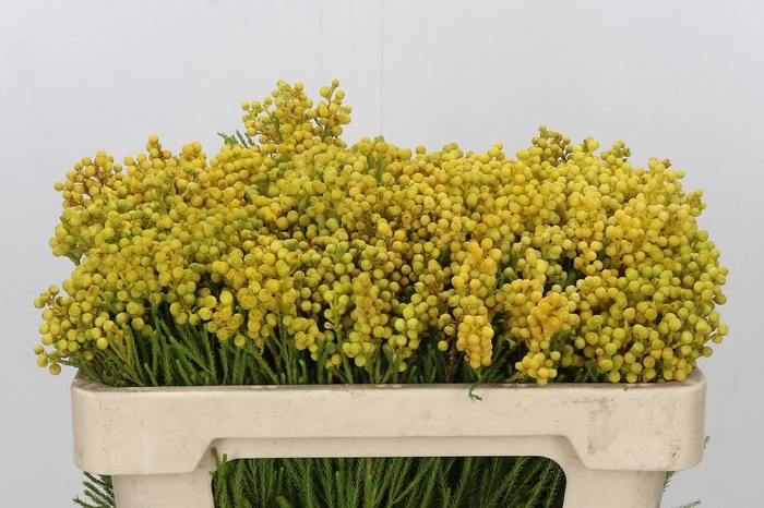 <h4>Kaaps Groen Lanug. yellow</h4>