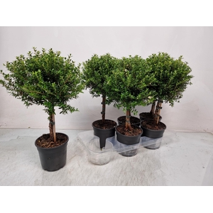 MYRTUS COM